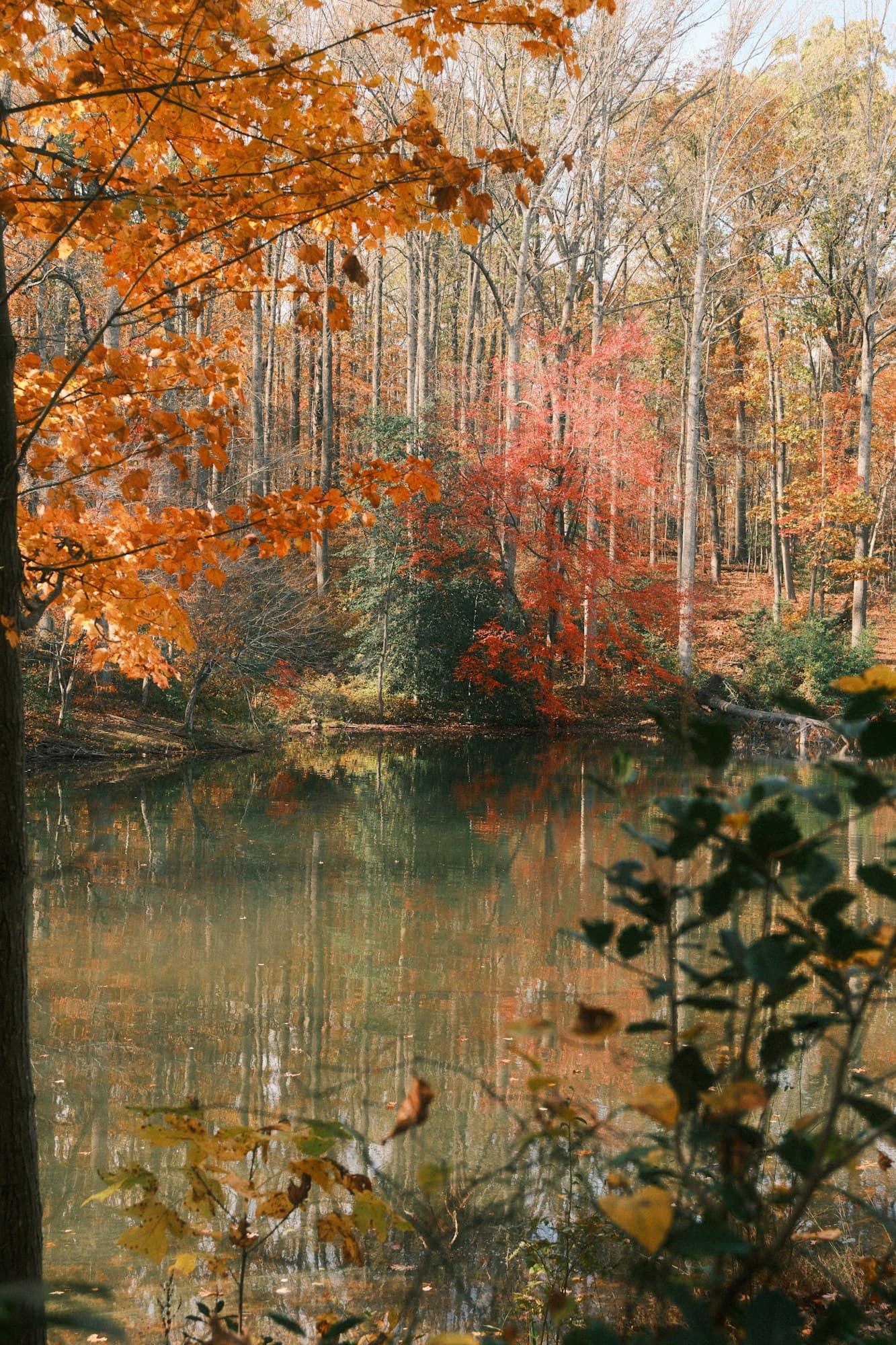 Autumn trees reflected in a calm lake at Seneca Creek State Park in Gaithersburg, Maryland